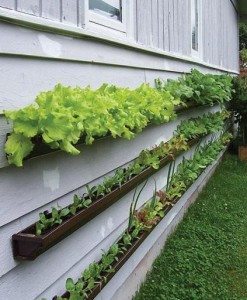 gutter garden