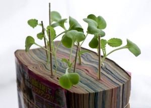 magazine seedlings